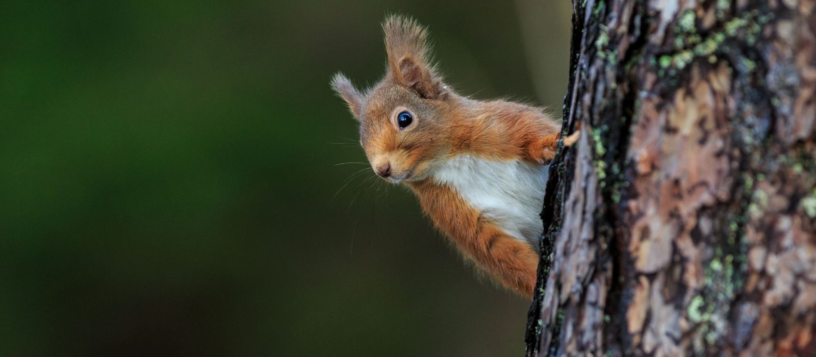 Cumbria Wildlife Trust